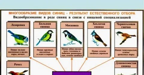 Пищевая специализация синиц