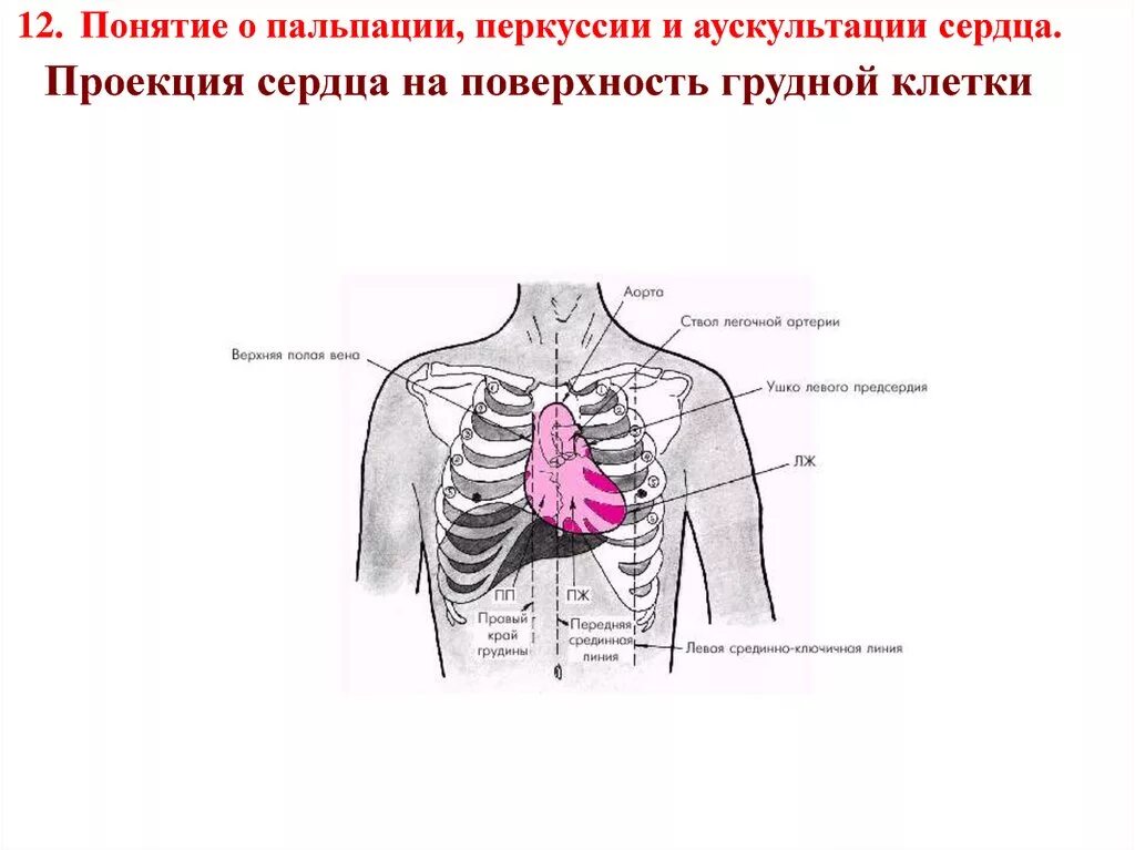 Аускультация сердца сердца пропедевтика. Проекция границ сердца на поверхность грудной клетки. Перкуссия сердца точки перкуссии. Проекция клапанов сердца на грудную клетку и точки выслушивания. Клапаны сердца на грудной клетке