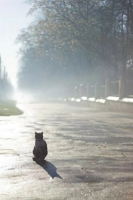 Кот в тумане. Туманный кот. Кошечка в тумане. Кот уходит в туман.