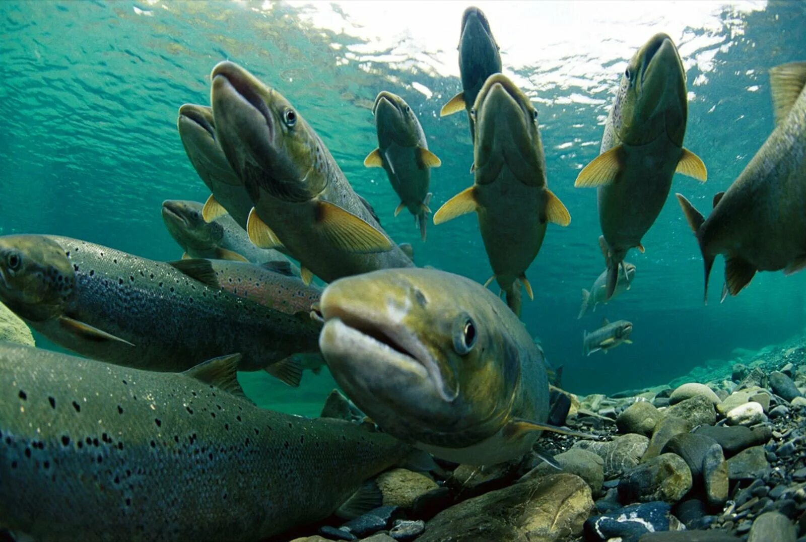 Лососевые рыбы Балтийского моря. Аквакультура лососёвых. Отряд Лососеобразные горбуша. Кумжа рыба Сахалин.