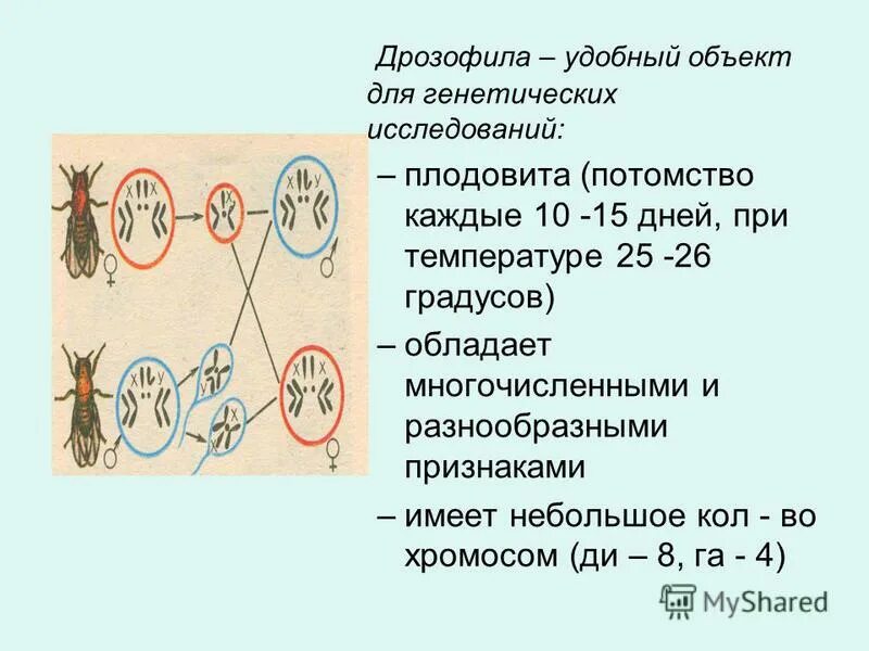 сцепленное наследование опыты моргана. мендель дрозофилы. мендель дрозофилы. генотип мухи дрозофилы. мендель дрозофилы.