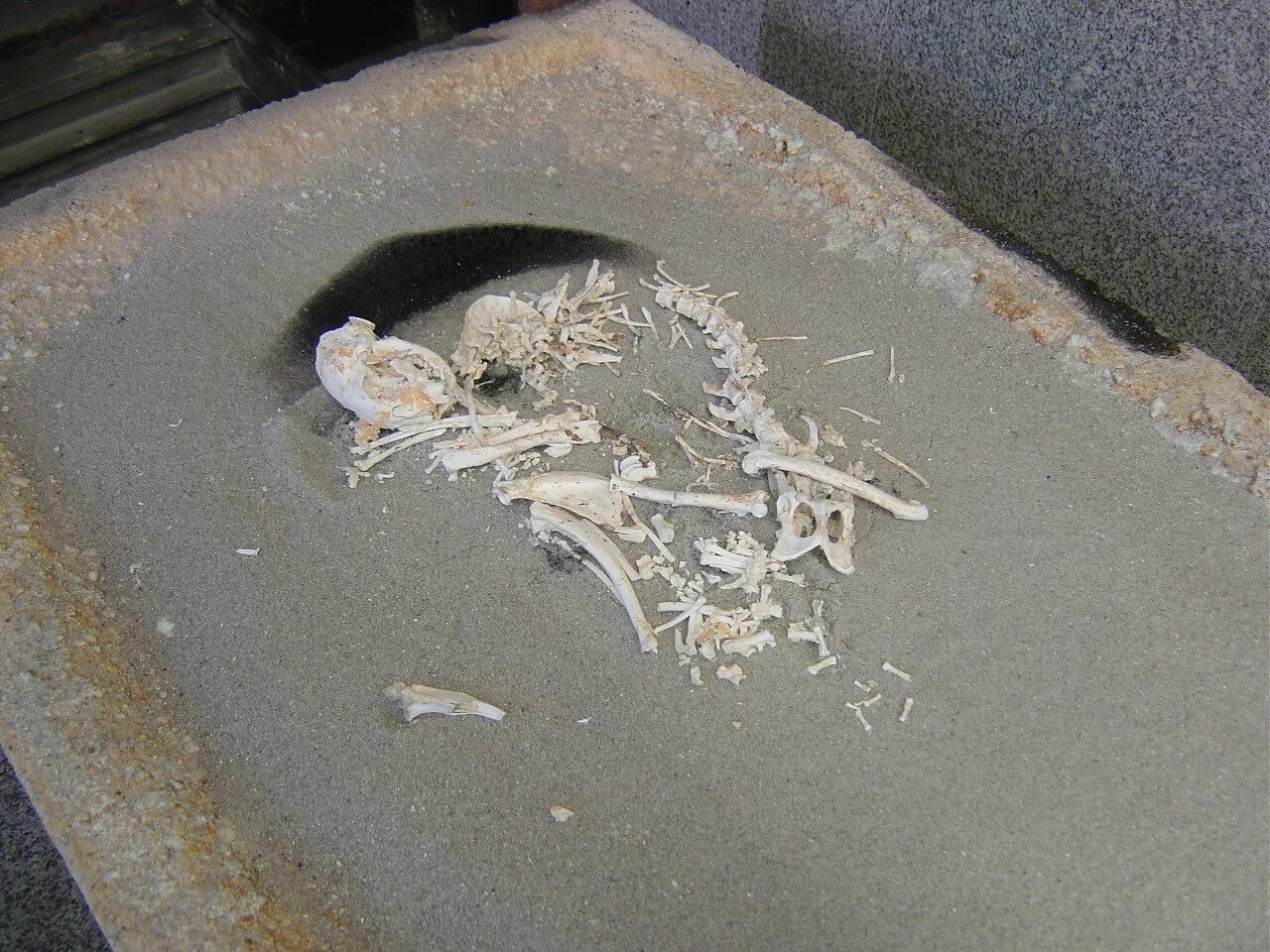 Buddhist funeral for our cat in Tokyo in 2009. The rituals are similar to those 