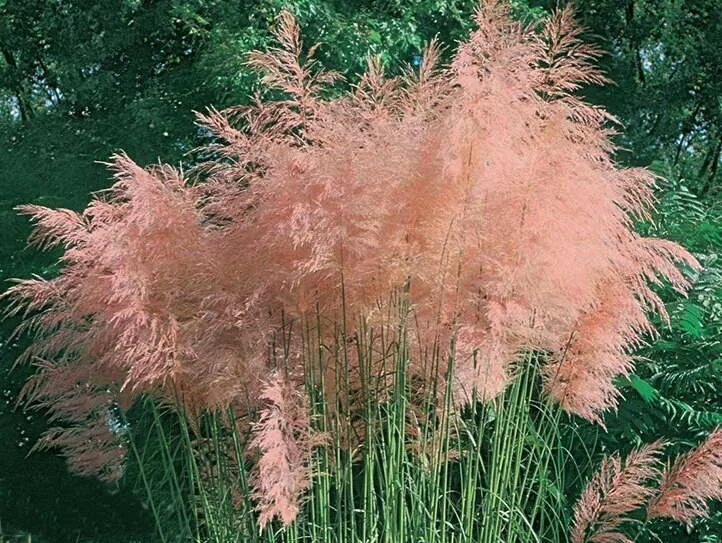 Пампасная трава купить семена. Кортадерия Pink Feather. Кортадерия rosea. Пампасная трава Розеа. Кортадерия selloana Pink.