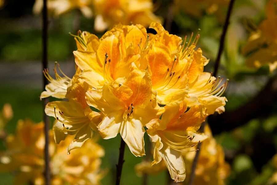 Рододендроны голден. Рододендроны голден. Рододендрон голден лайтс. Rhododendron aureum georgi. Рододендрон голден лайт.