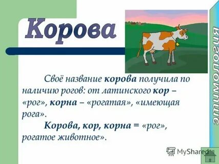 От 4 коров получили за день 40
