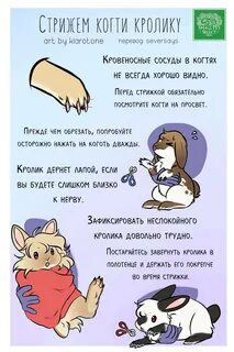 Как подстригать когти кролику декоративному