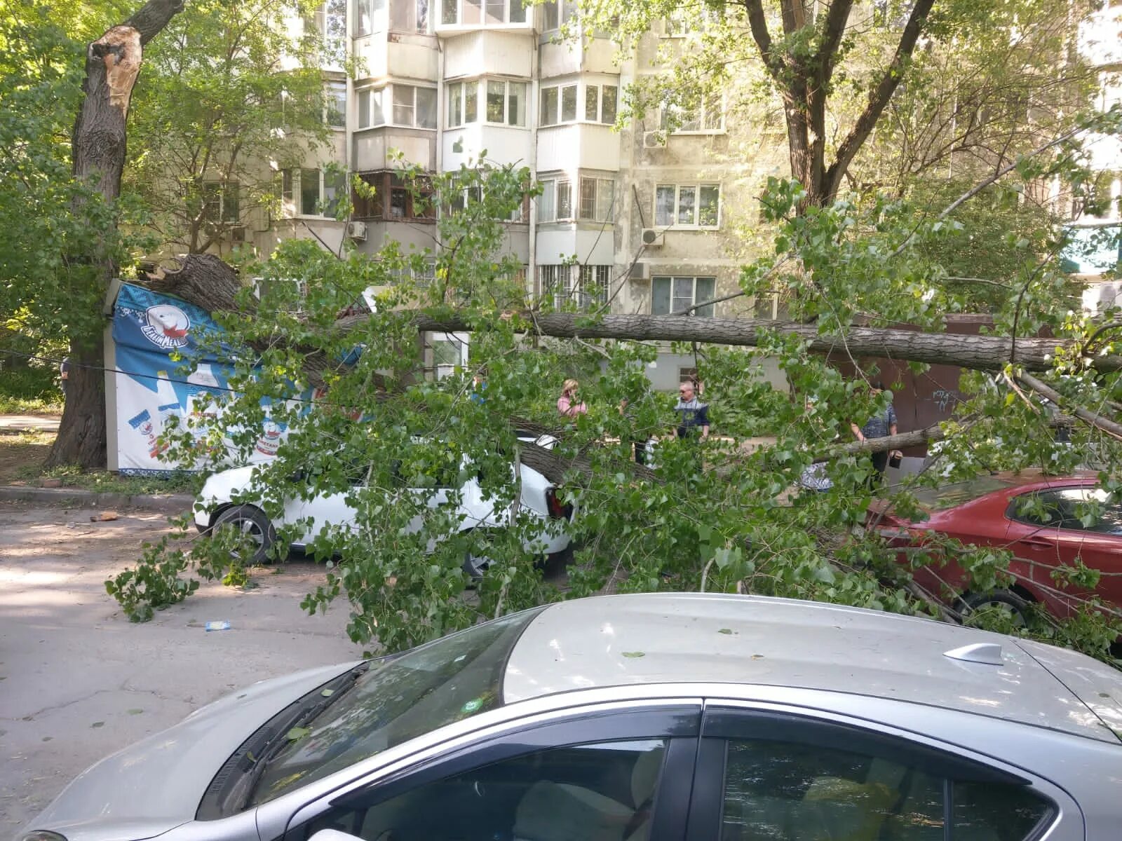 Щаденко 2/256 ростов на дону. Дерево упало ростов. Щаденко 2/256 ростов на дону. В ростове упало дерево. В ростове упало дерево.