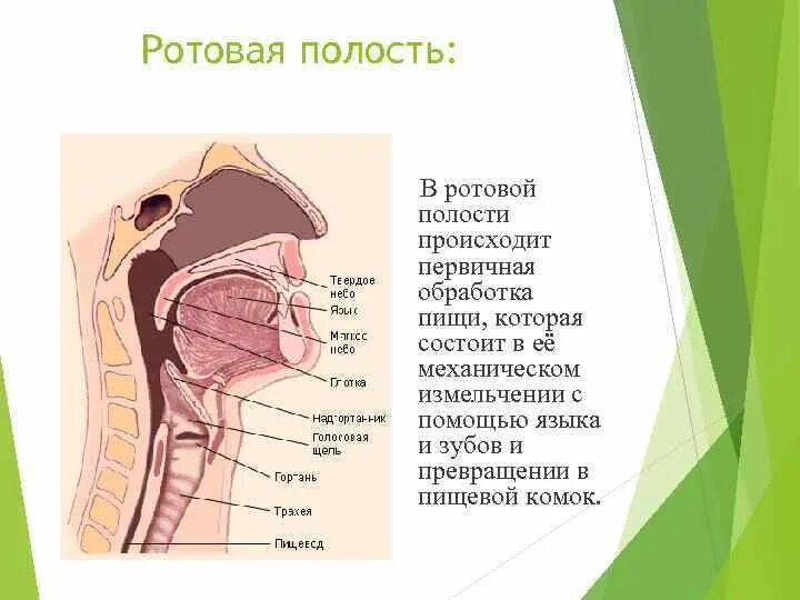 Как должен выглядеть рот внутри Кариес и ангина: что их связывает