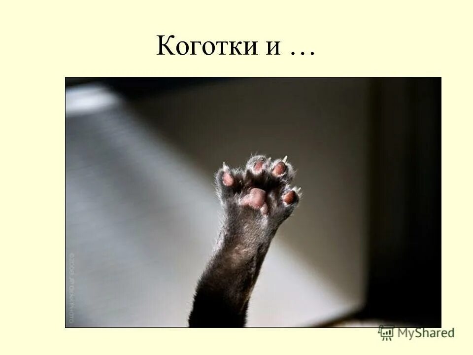 Help me help me cat. Skeptical cat meme. Кот помогите. Хелп ми мем кот. Котик хелп мем.