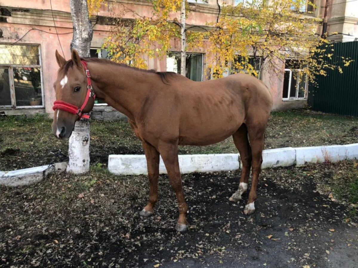 найдена кобыла