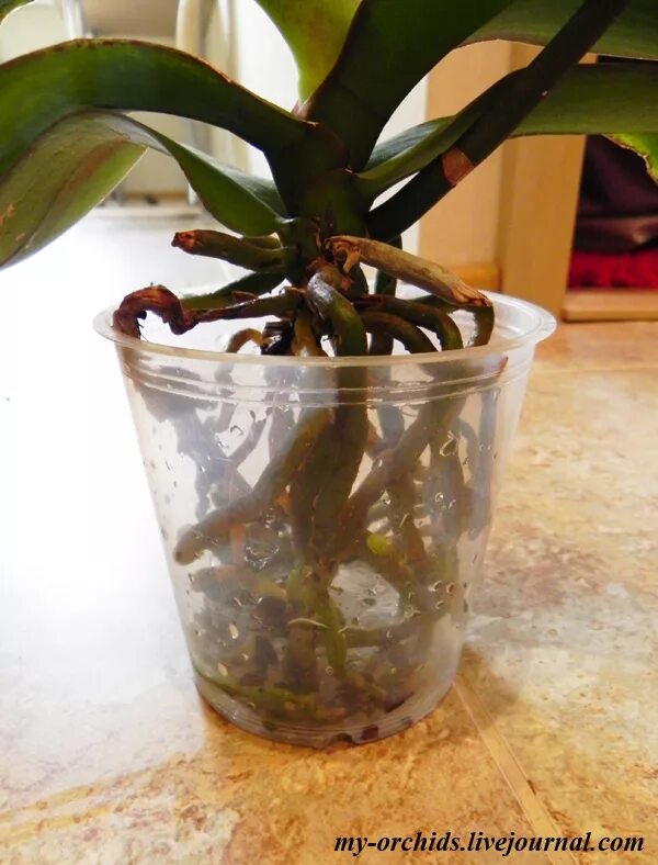 Как посадить орхидею фаленопсис. Пересадка орхидеи фаленопсис. phalaenopsis lowii.