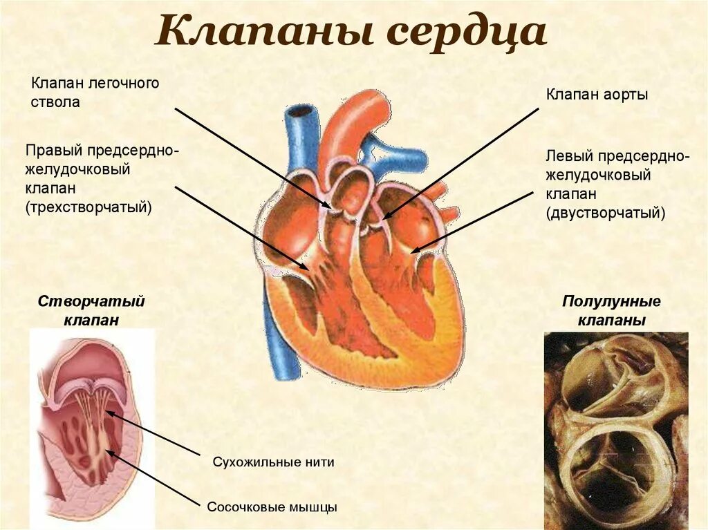 Двустворчатый клапан и трехстворчатый клапан сердца. Клапаны сердца аортальный клапан. Предсердно желудочковая клапоны. Правый предсердно-желудочковый клапан (трехстворчатый клапан). Клапан правого предсердно желудочкового отверстия