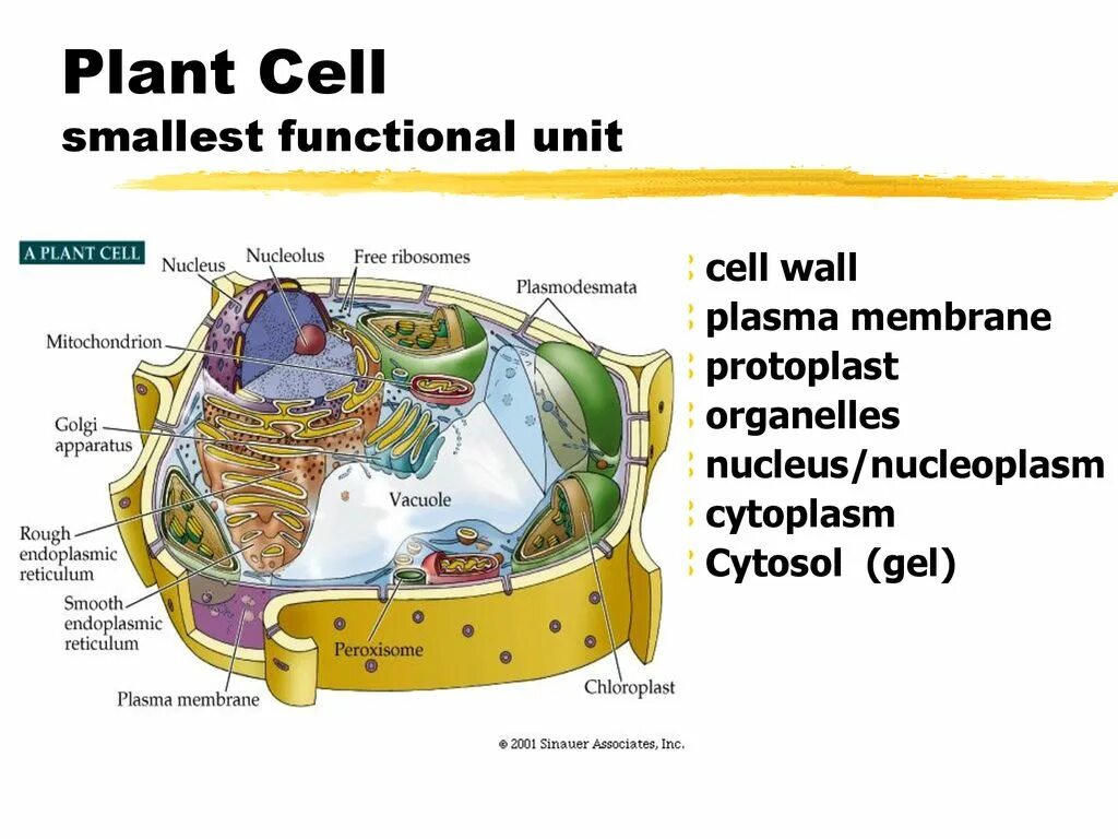 Plant physiology. Cell Wall function. Plant Physiology and Biochemistry. Problems in Physiology Plants.
