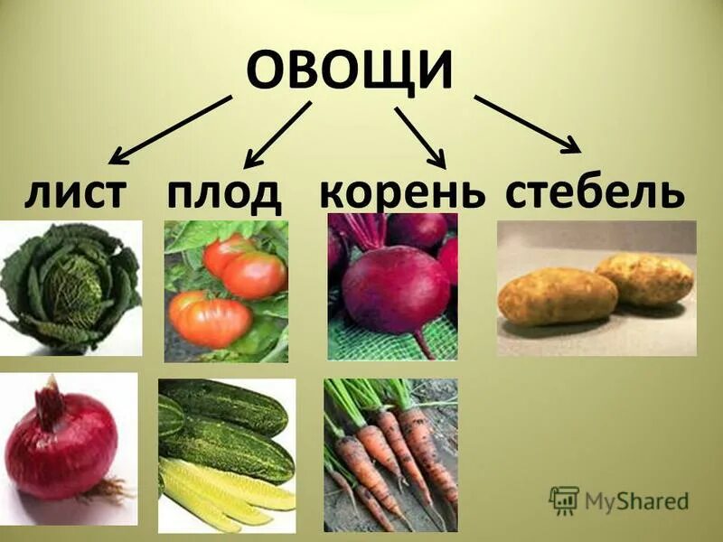 Какие части растения использует человек