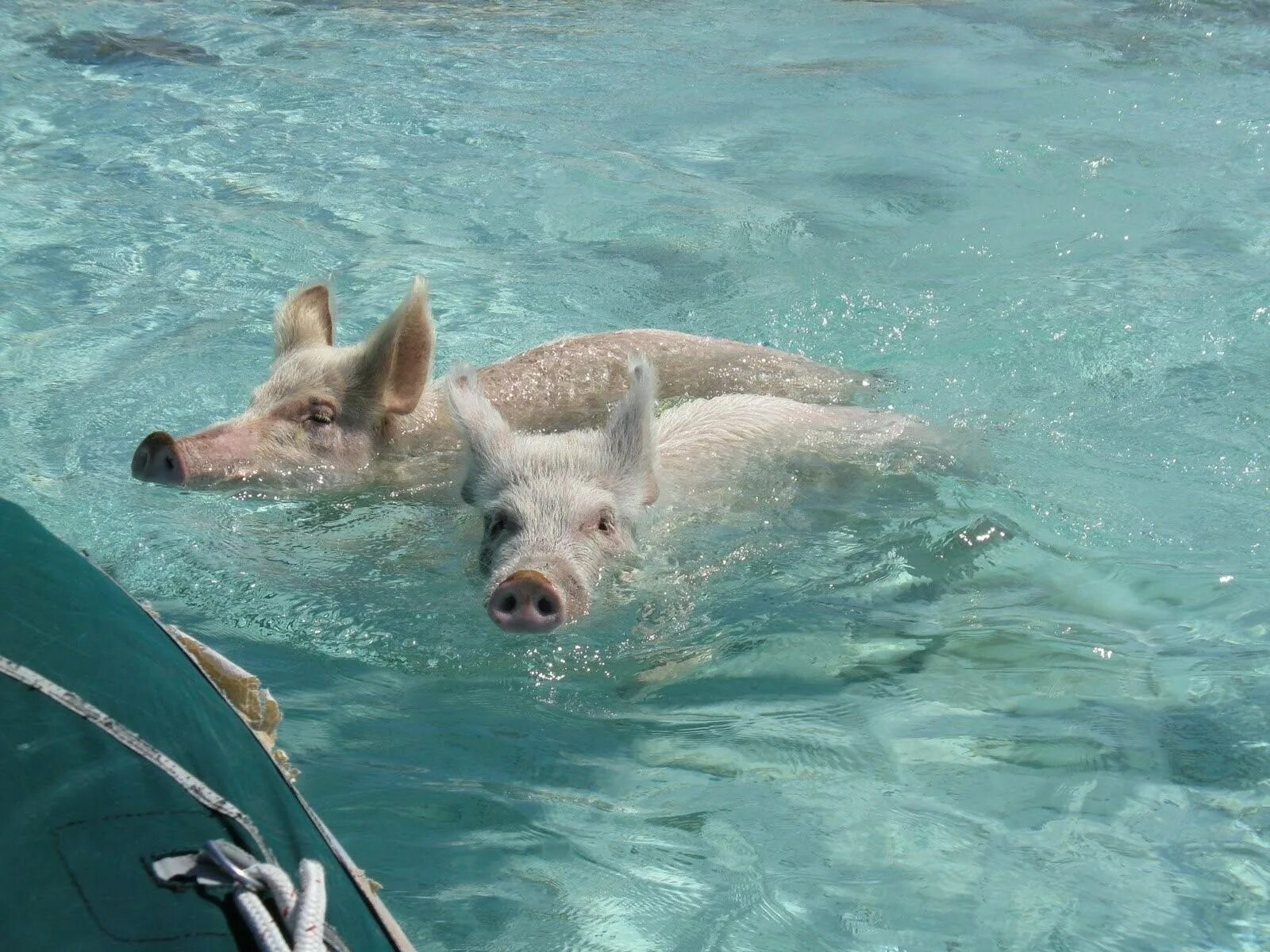 Свинка плавает. Свинья в бассейне. Поросенок плавает. Поросенок плывет. Хрюшка в бассейне.