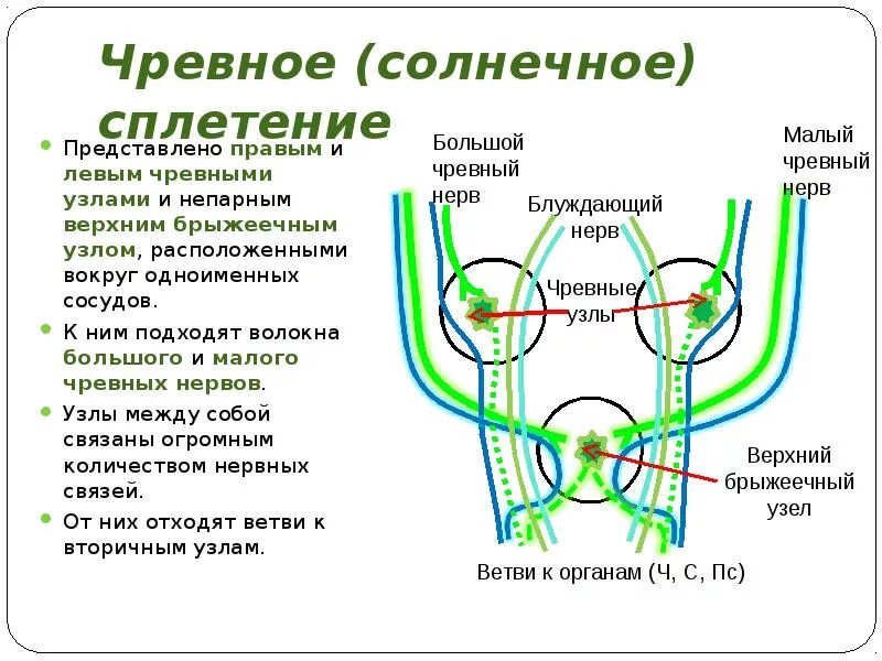 Какие узлы входят в состав чревного сплетения?. Топография чревного сплетения. Состав чревного сплетения. Солнечное сплетение анатомия.