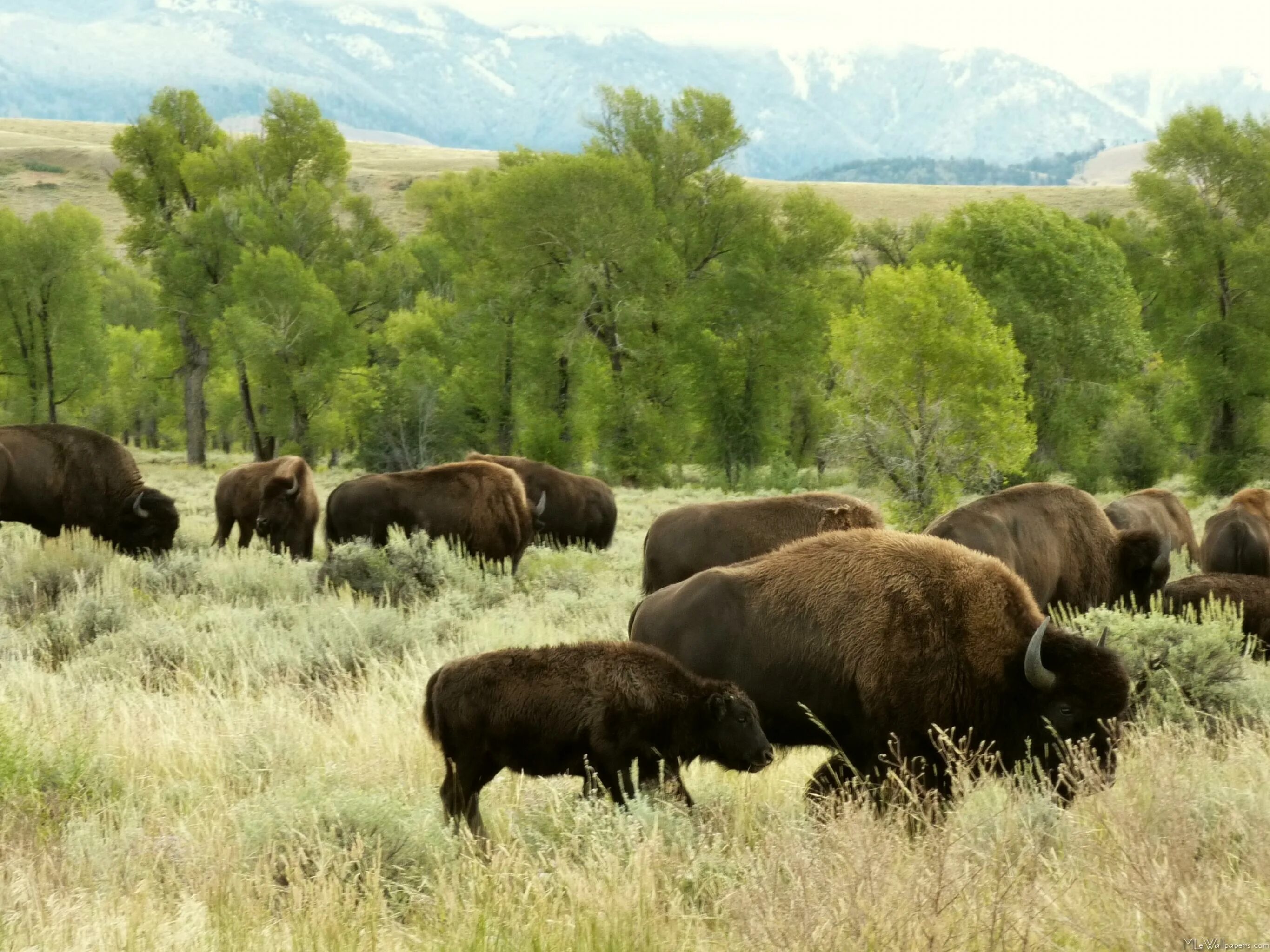 Национальный парк Вуд Баффало растения. Национальный парк Buffalo в Канаде. Вуд-Баффало природная зона национальный парк. Национальный парк Вуд-Баффало цветущие Луга. Бизон 320