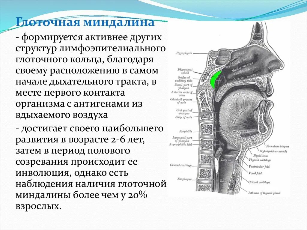 Миндалины глоточного кольца функции. Кольцо Пирогова Вальдейера анатомия. Миндалины кольца Пирогова Вальдейера. Положение глоточной миндалины. Кт миндалин