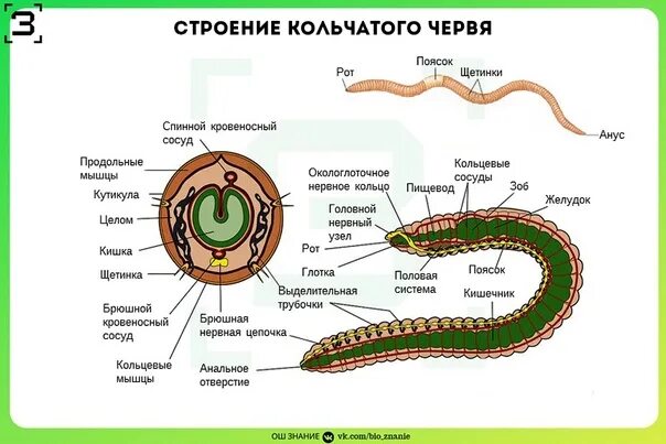 2 группы кольчатых червей. Строение кольчатых червей ЕГЭ. Внутреннее строение кольчатого червя. Тип кольчатые черви строение. Строение кольчатого червя.