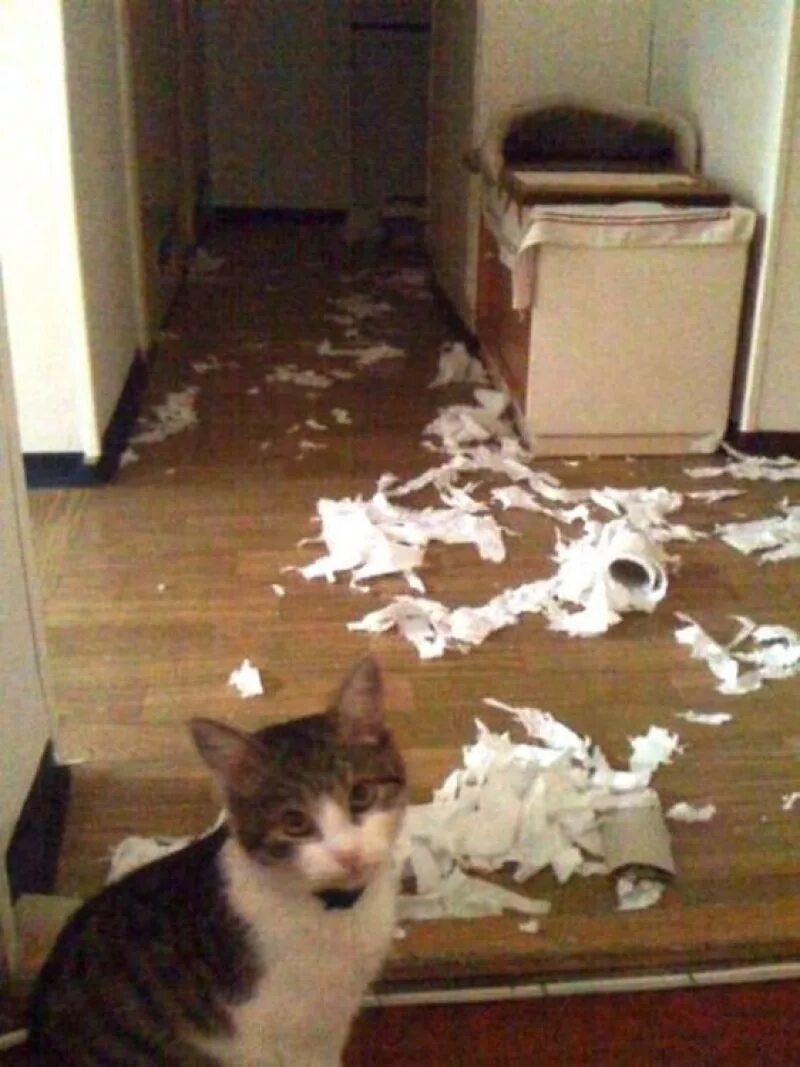 кот один дома неделю. фото про кота---один дома. кошка одна дома. теперь у меня 2 одинаковых кота. дождь за окном.