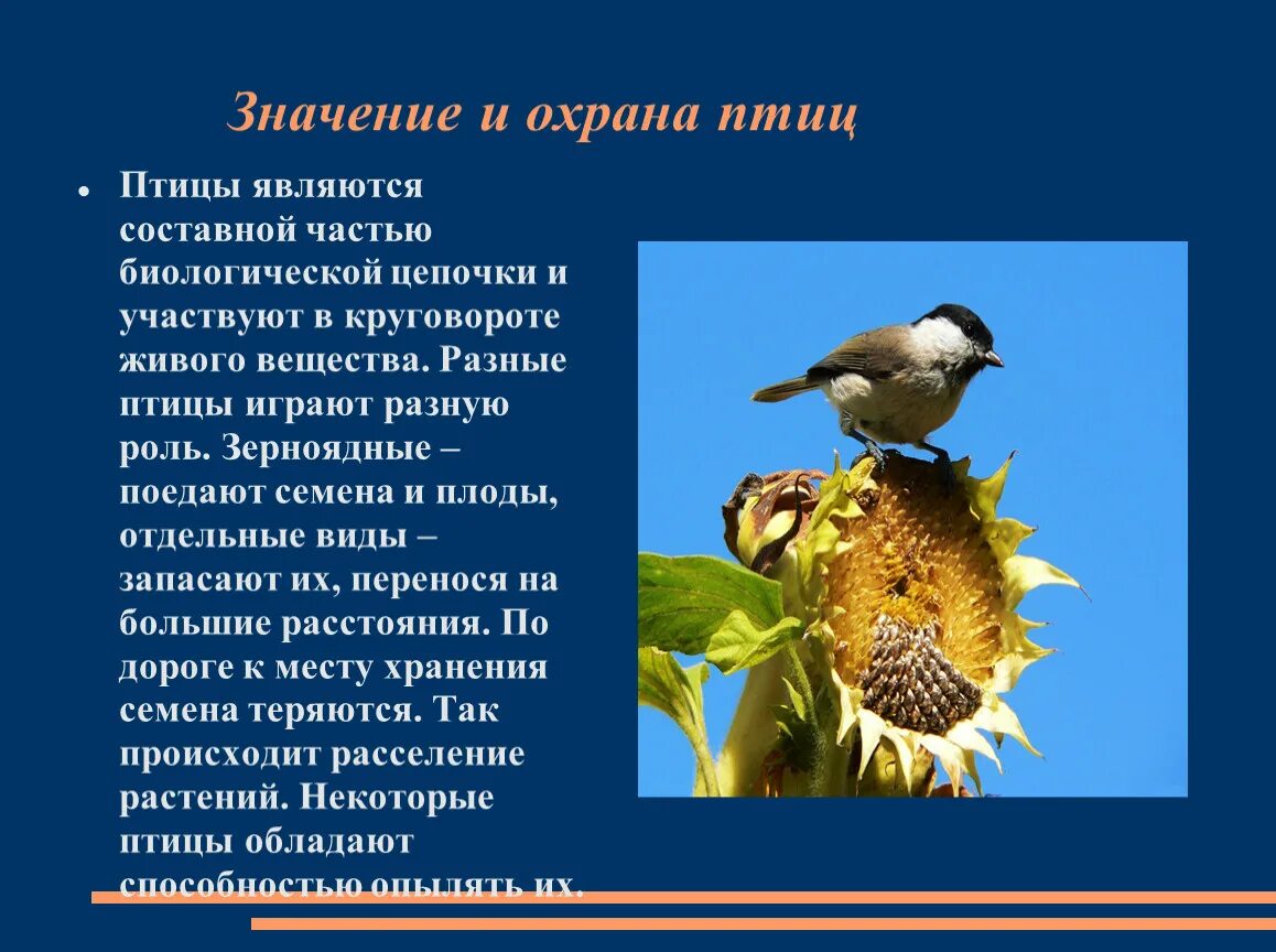 Биология 7 класс значение птиц в природе. Значение и охрана птиц. Происхождение птиц презентация. Значение и охрана птиц происхождение птиц. Происхождение птиц презентация 7 класс.