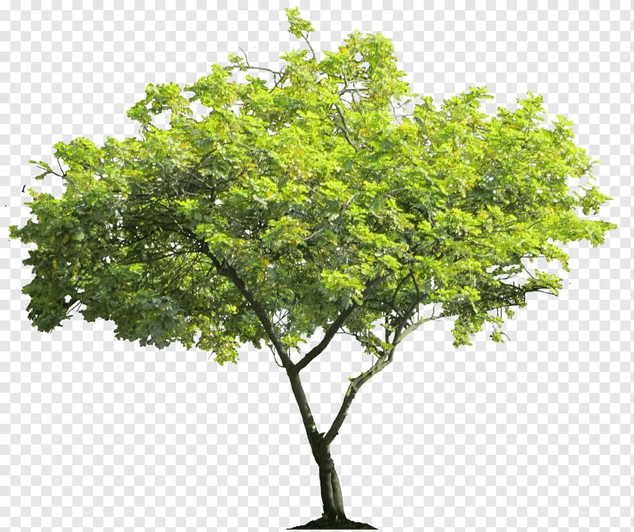 Дерево пнг. Дерево ПГН. Дерево PGN. Дерево без фона. Кусты.