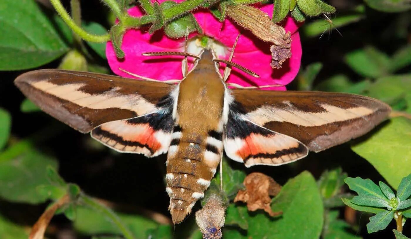 Какой изображена бабочка. Какой изображена бабочка. Чешуекрылые бабочки. Золотая птицекрылка бабочка. Отряд чешуекрылые бабочки.