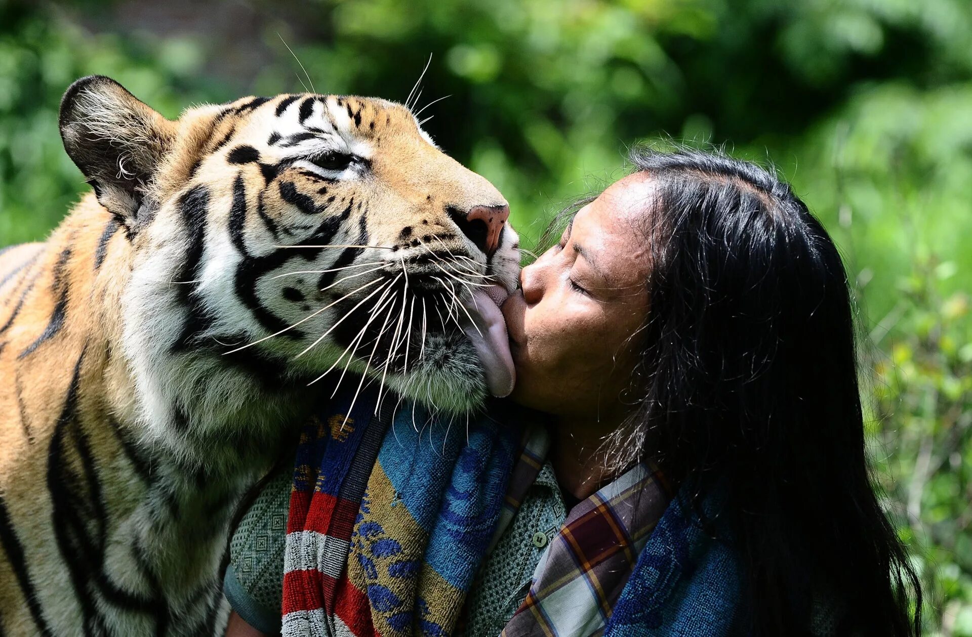 Тигр картинки. Люди и животные. Тигр обнимается с человеком. Дружба людей и животных.