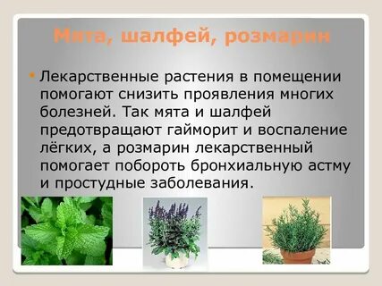 Розмарин вред