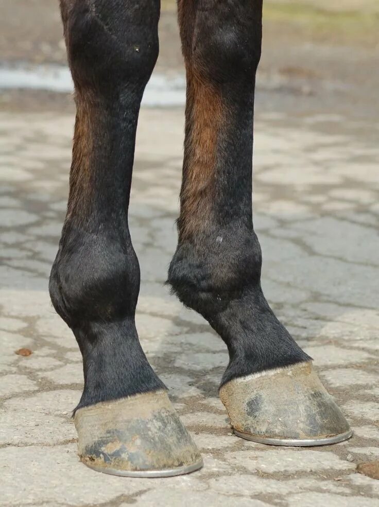 Копыто лошади фото. Лошадиные ноги. Ноги лошади. Копыто лошади фото. Ноги лошади.