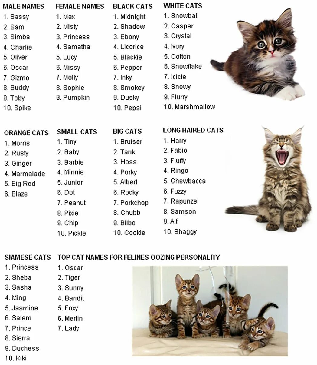 Как называют кошек имена красивые. Список имен для котенка. Имена для котят мальчиков русские. Имена для котов мальчиков редкие. Имена для котят мальчиков редкие.