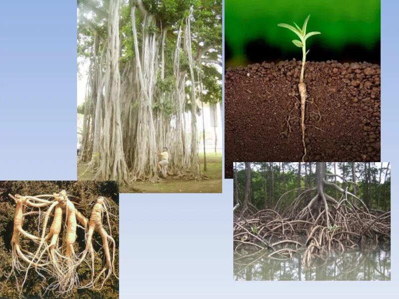 Корни растения бывают. Корни растений. Растения с разными корневыми системами. Корни различных растений.