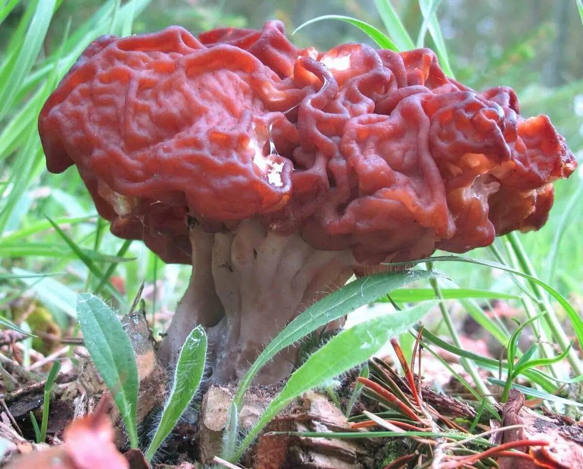 Обыкновенный строчок (gyromitra esculenta). Гриб строчок обыкновенный. Гриб мозговик. Гриб мозговик. Строчок обыкновенный ядовитый гриб.