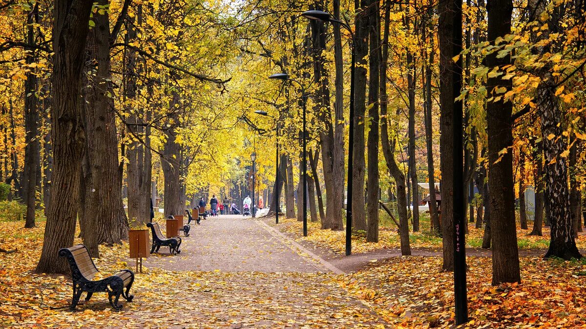 Бульвар в осенних листьях