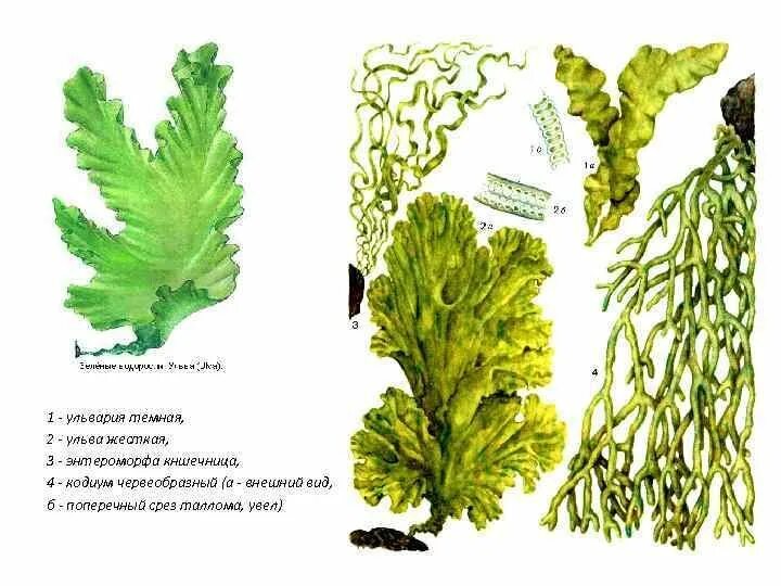 Зеленые водоросли формы. Ульва таллом. Зеленые водоросли Ульва. Энтероморфа водоросль. Ульва бурые водоросли.