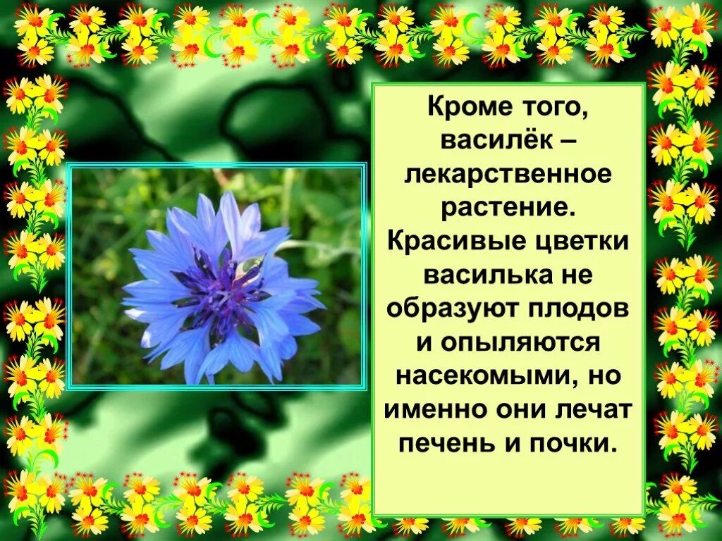 Василек текст описание. Василек описание растения. Василек лекарственное растение. Василёк цветок описание. Рассказ про цветок Василек.