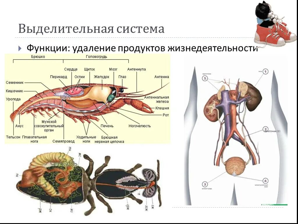 Система органов животных выделительная система. Выделительная система животных Рохлов. Функции выделительной системы животных. Органы выделительной системы позвоночных животных. Выделения беспозвоночных