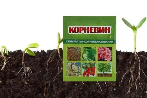 Корневин чем заменить для укоренения черенков