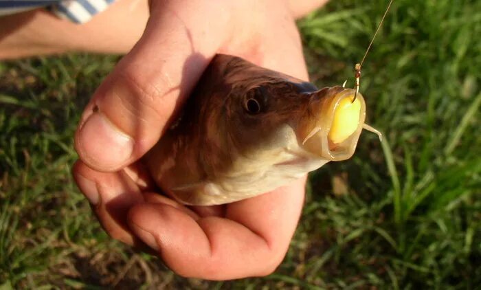 какая ловить карпа. ловится ли карп на кукурузу. ловля карпа. какая ловить карпа. ловля карповых.
