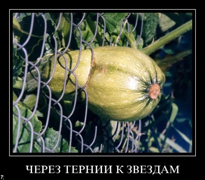 Что значит тернии. Сквозь тернии к звездам. через тернии к звездам прикол. через тернии к звездам картинки. через тернии к звездам фраза.