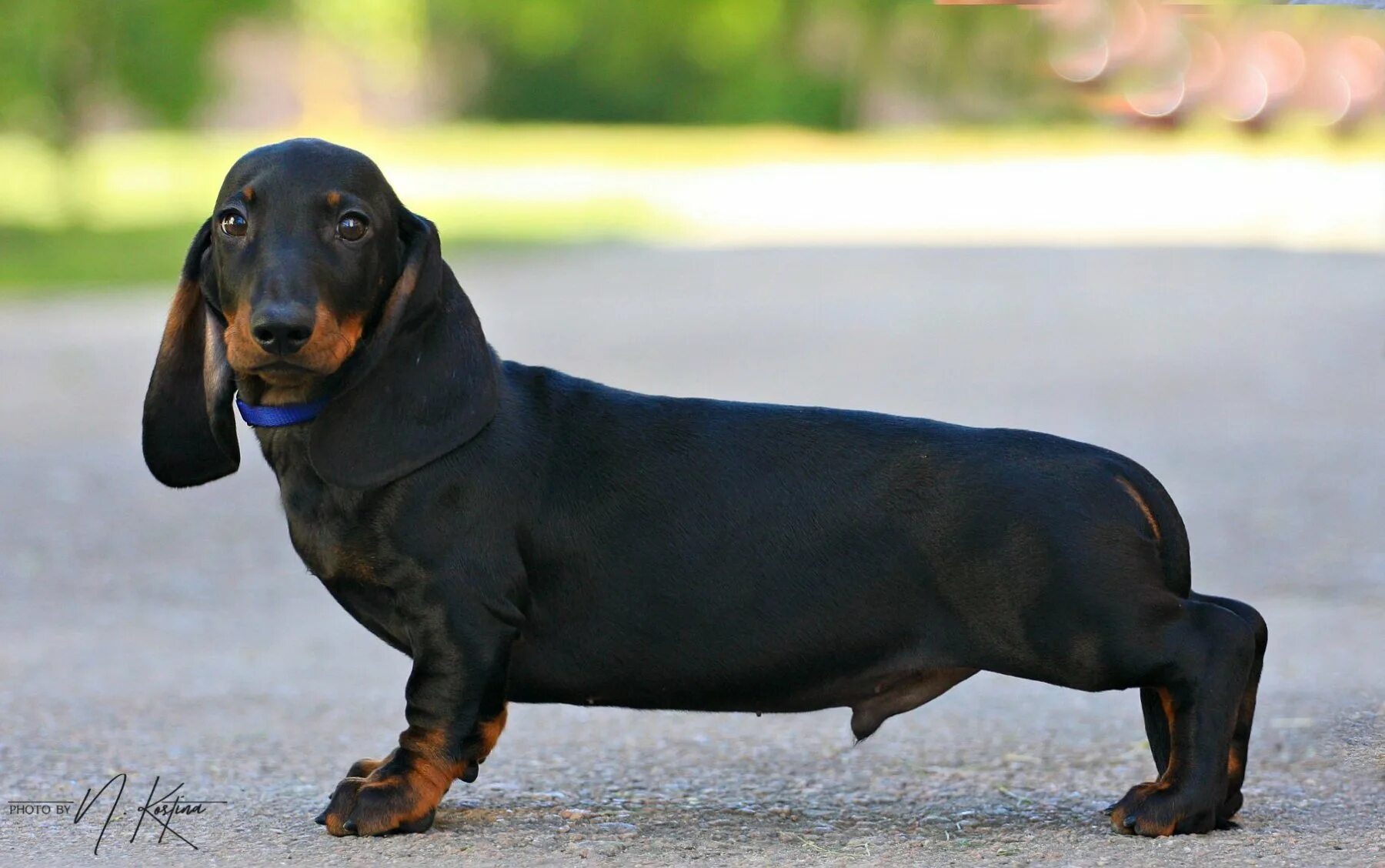 такса гладкошерстная. гладкошерстная черная карликовая такса. кроличья такса черная. такса стандартная гладкошерстная. такса карликовая гладкошерстная.