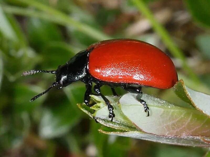Pin on insects Insects, Animals, High resolution