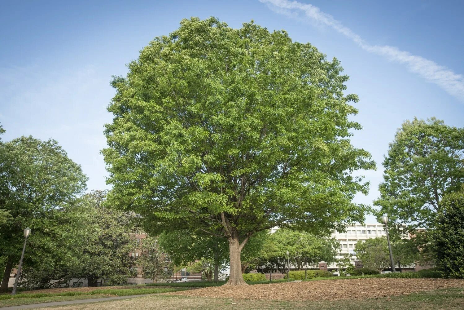 Tree 00