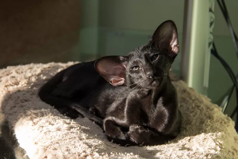 ориентальная кошка экстремального типа. ориентальная кошка. кошка ориентал эбони. ориентальная кошка экстремального типа. ориентальная кошка экстремального типа.