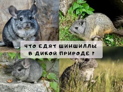Став шиншилла