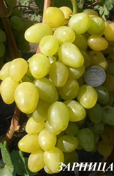 Free Images : branch, grape, vine, white, fruit, berry, sweet, leaf, flower, wet