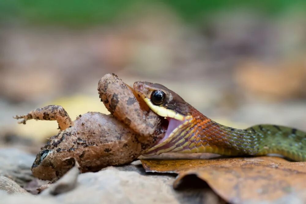 Прими уж. Водяной уж и гадюка. Питание ужа обыкновенного. Змея уж обыкновенный. Болотная гадюка мещера.
