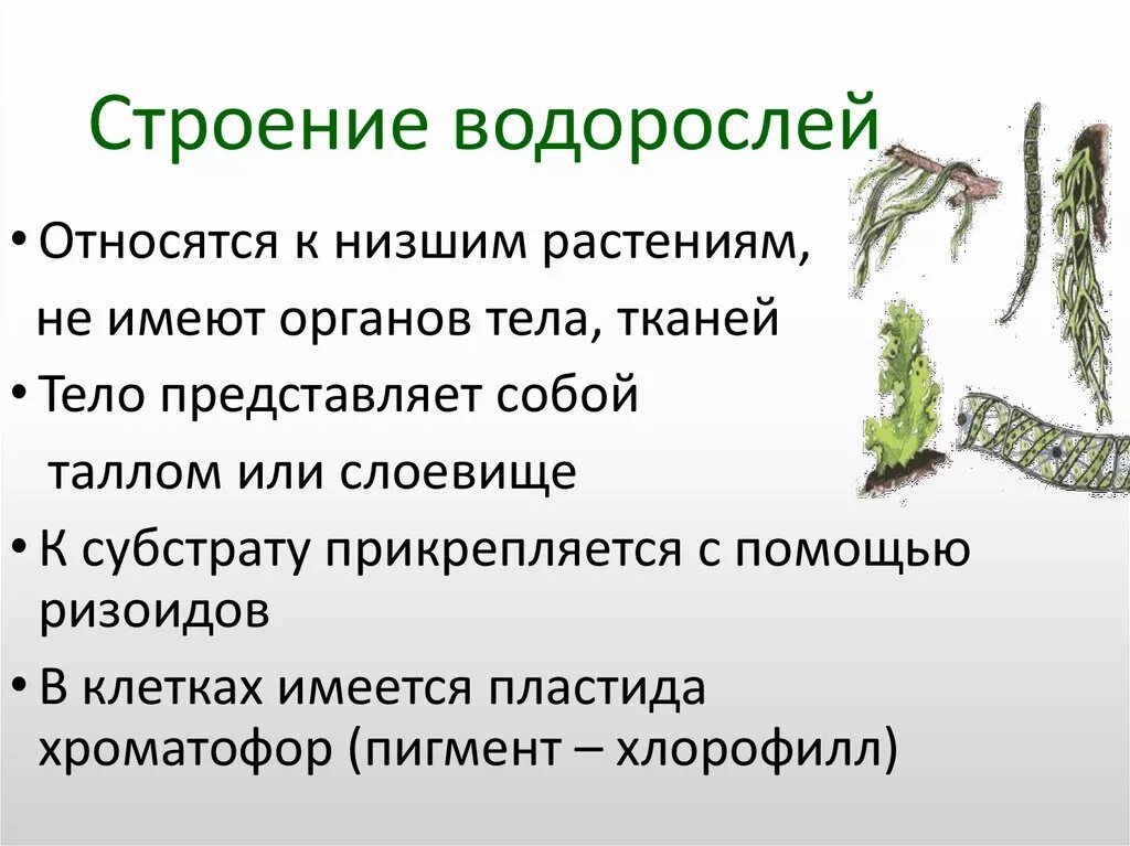 Общее строение водорослей