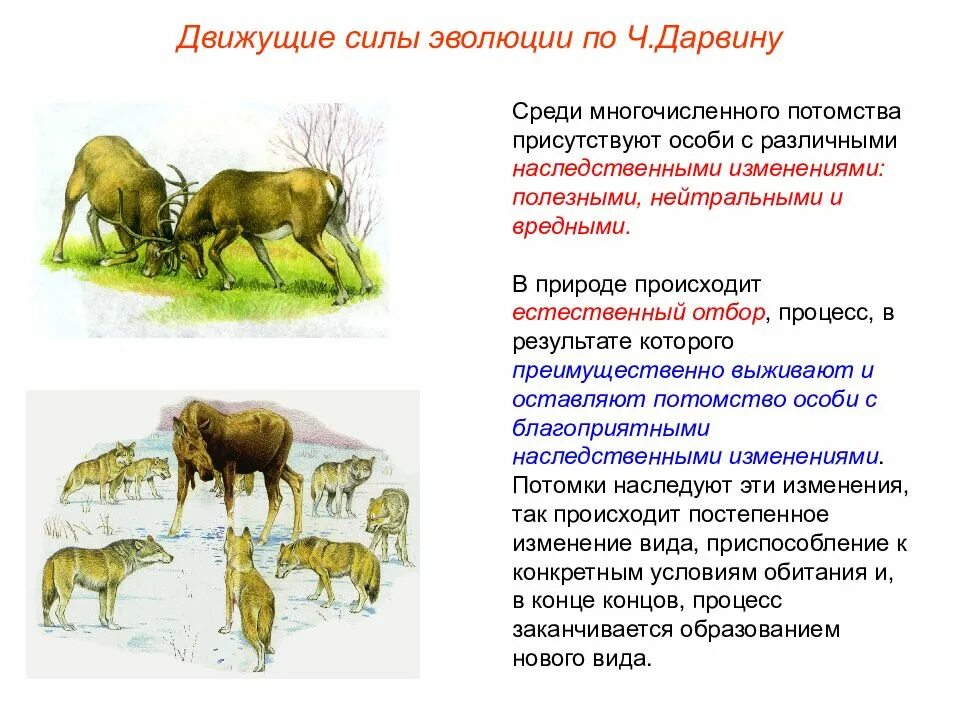 Единицей эволюционного процесса является особь