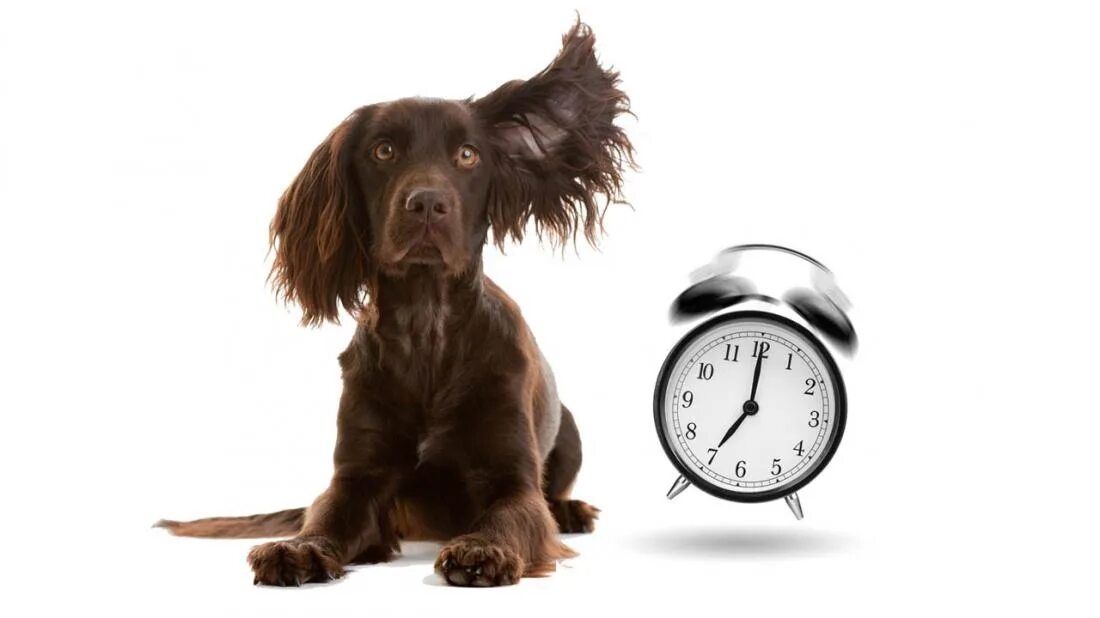 Dog time